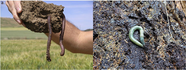 (left) Scherotheca gigas is an earthworm often found in France and Spain (Photo: Iñigo Virto). (right) Aporrectodea smaragdina is found in the Alps and eastern Europe (Photo: Michael Steinwandter).