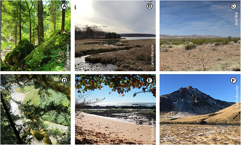 Figure 3: Oribatid mites are found in many different environments.