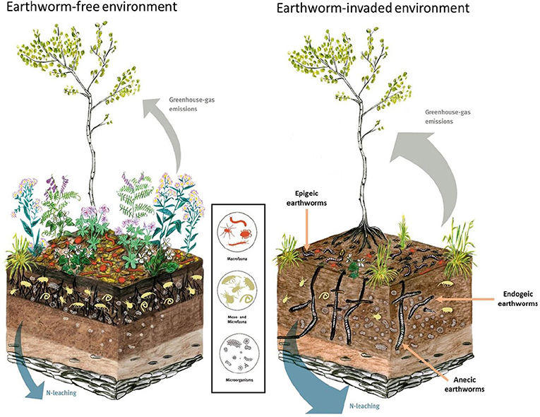 Figure 2: Illustration of how invasive earthworms alter previously earthworm-free ecosystems.