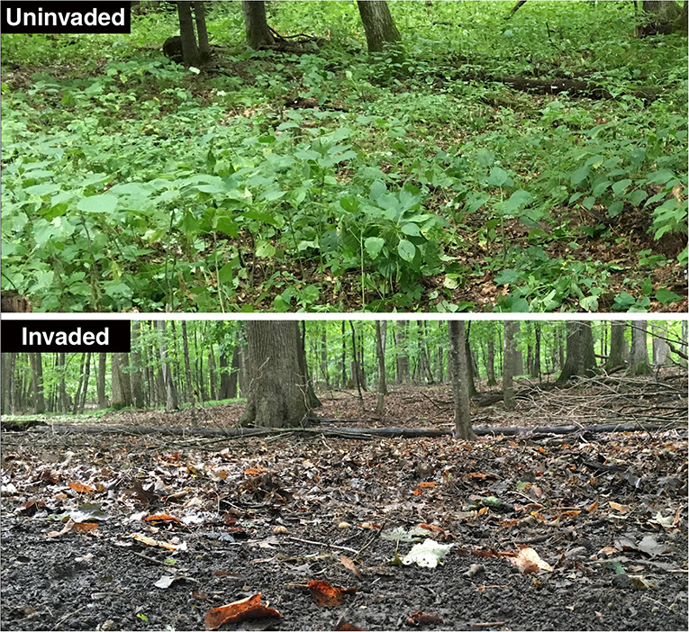 Figure 3: Extreme example of the potential consequences of earthworm invasion in a maple forest in Minnesota, USA.
