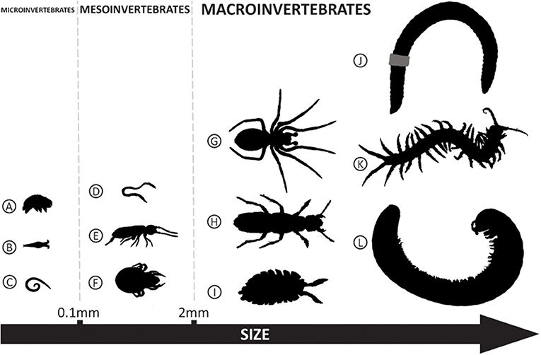 Figure 1: Exemples d'invertébrés du sol de différentes tailles.