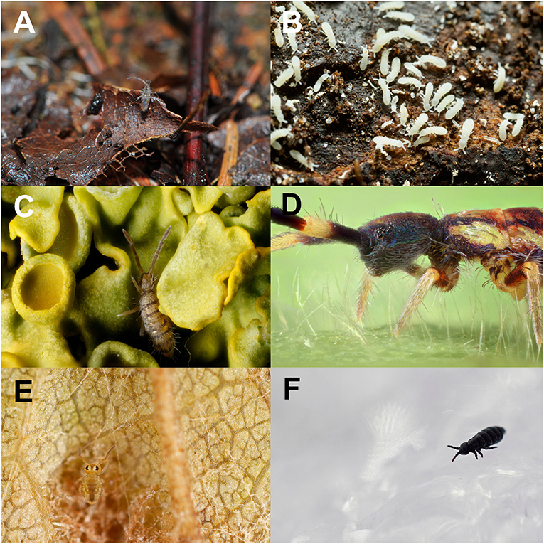 Figure 1: Springtails in their natural environments all over the world.