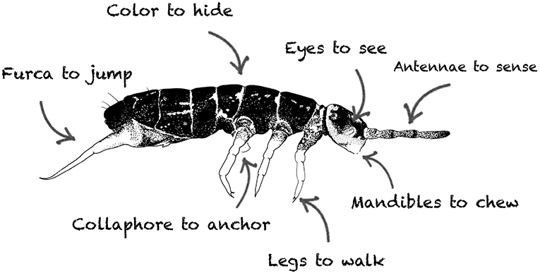 Figure 3: What are the parts of a springtail?