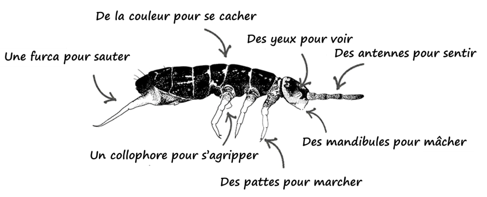 Figure 1: Des collemboles dans leurs environnements naturels tout autour du monde.