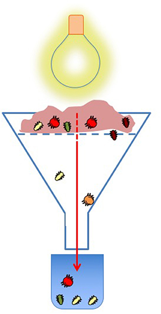 Figure 1: Isolating soil invertebrates for study.