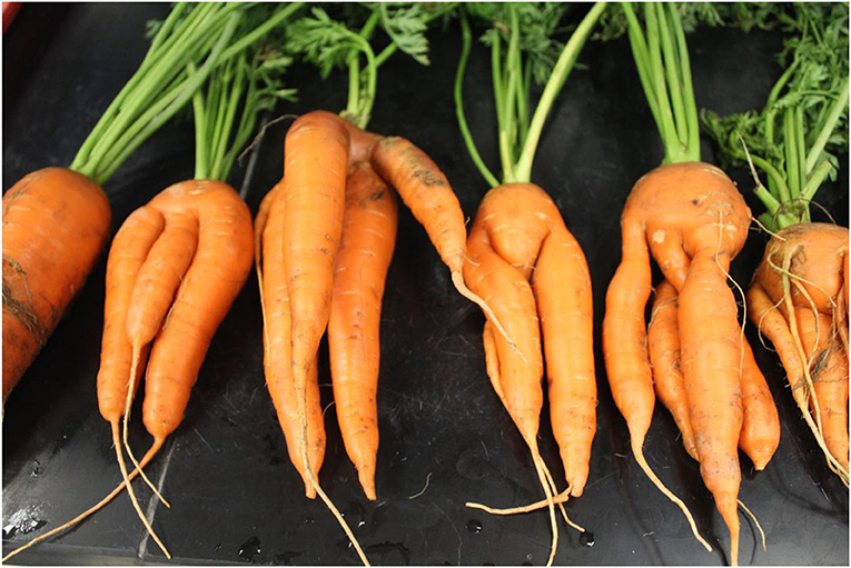 Figure 2: Carrots damaged by root-eating nematodes, resulting in forking of the main root.