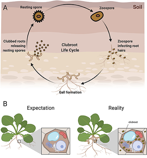 Figure 2: Lifecycle of clubroot and establishment of clubroot disease.
