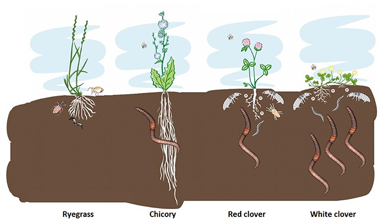 Figure 2: Differences in soil animal numbers below ryegrass, chicory, red clover, and white clover forage plants.
