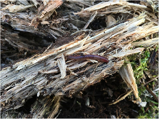 Figure 1: An epigeic earthworm found in deadwood.