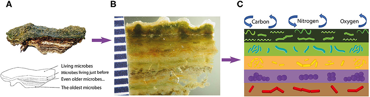 Figure 2: Zoom to the top first centimeter of a microbial mat.