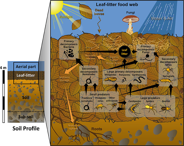 Figure 1: The leaf-litter food web.