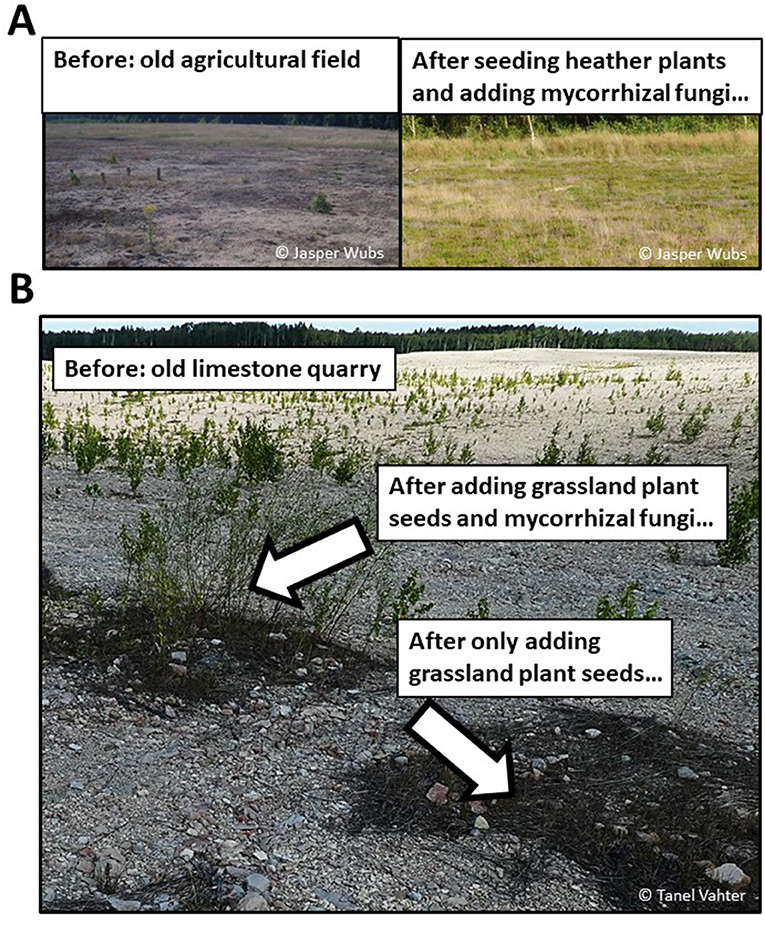 Figure 2: Examples of results of ecosystem restoration projects using mycorrhizal fungi.