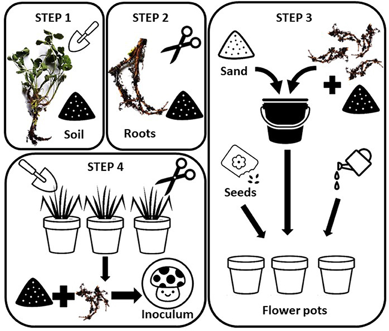 Figure 3: Do-it yourself mycorrhizal inoculum.
