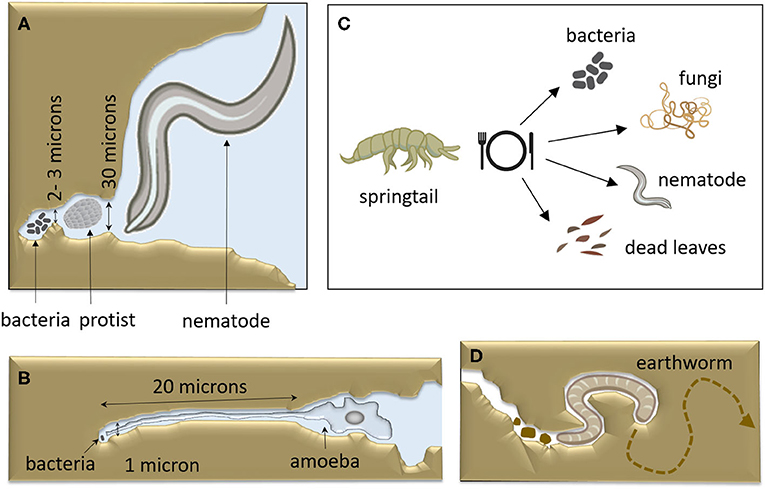 Figure 3: Animals have developed ways to deal with the difficulty of feeding in the dark soil.