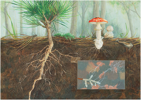 Figure 2: L’amanite tue-mouches (Amanita muscaria), champignon vénéneux bien connu, peut former une association mycorhizienne avec plusieurs types d'arbres, y compris les pins, comme ici. (Crédit photo : Angela Mele)