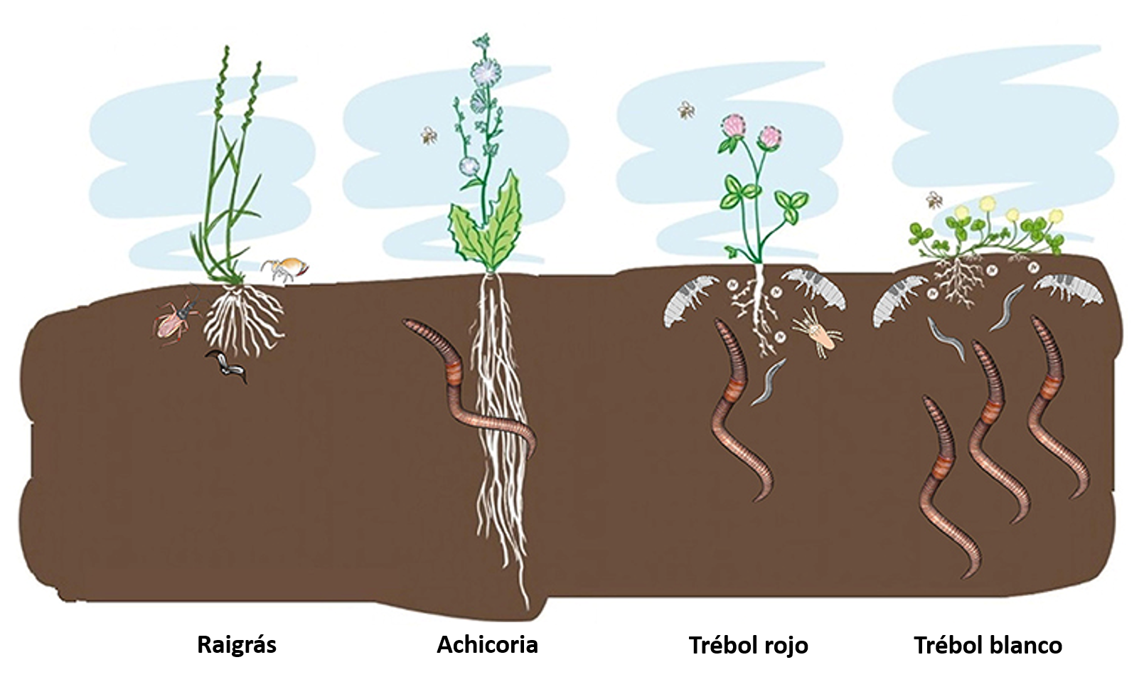 Figura 2: Diferencias en el número de animales que habitan el suelo debajo de plantas forrajeras de raigrás, achicoria, trébol rojo y trébol blanco.