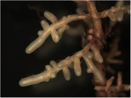 Figura 1: El hongo ectomicorrícico Lactarius camphoratus formando una funda blanca alrededor de las raíces de un árbol de roble (crédito por la fotografía: Laura Martinez-Suz).