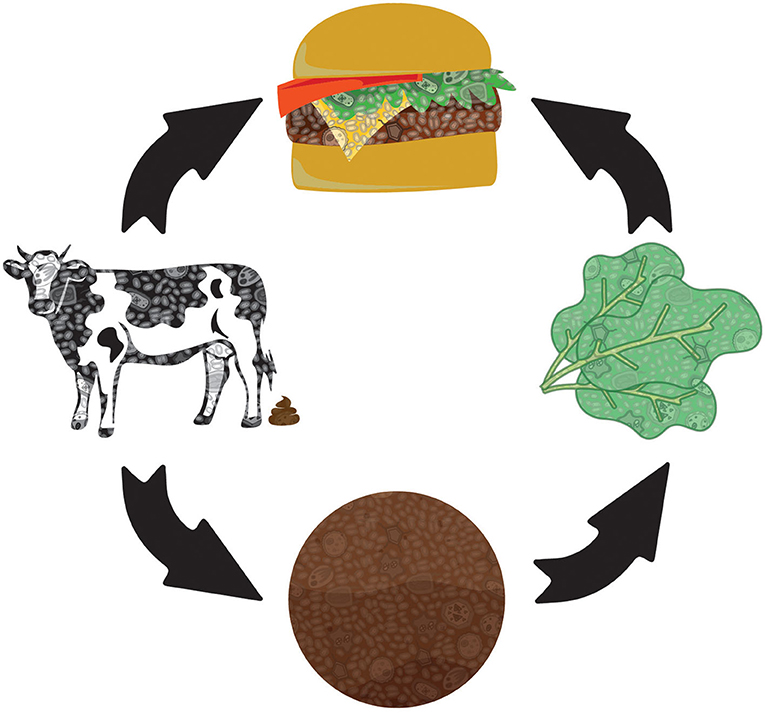 Abbildung 2: Viele Wege zum Hamburger. Rindfleisch infizierter Kühe enden in rohen Hamburgerfrikadellen, und Escherichia coli ergießt sich aus Kuhinnereien als Dung auf den Boden, wo angesiedelte Bakterien mit ihm konkurrieren müssen. Sobald E. coli du
