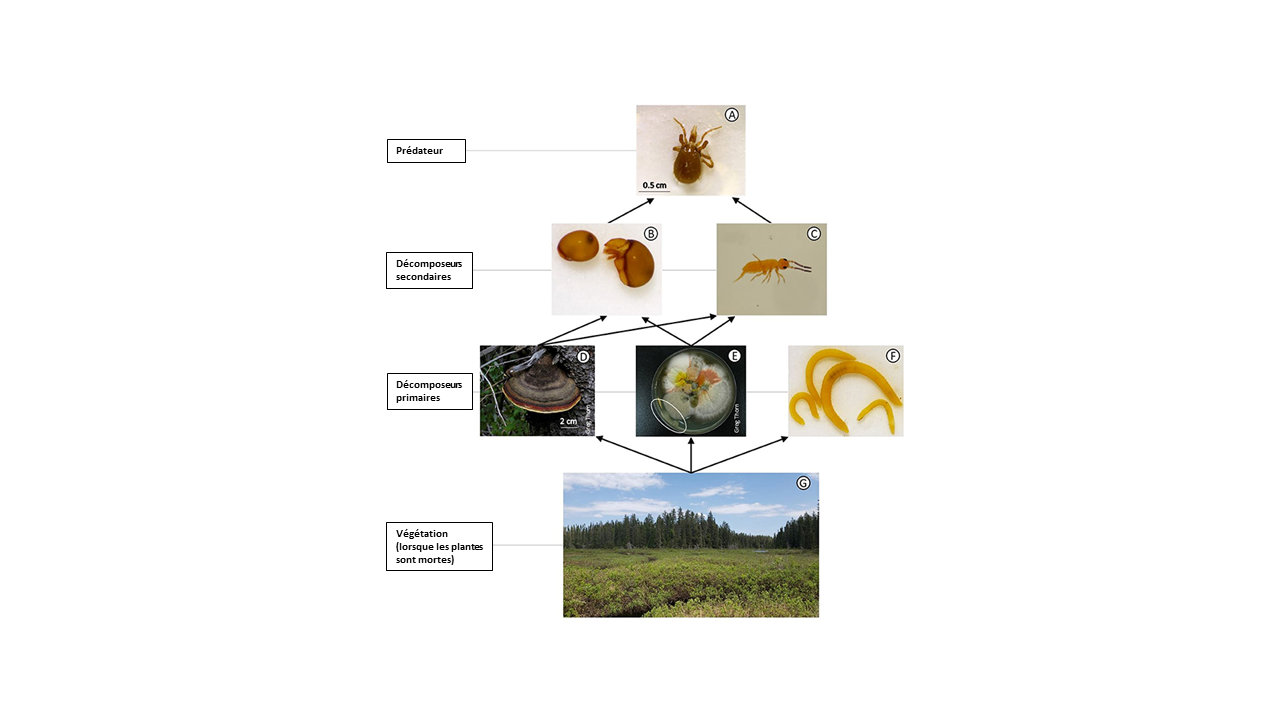 Figure 3 : En transformant les feuilles mortes en excréments, les animaux du sol influent sur la vitesse de décomposition de ces feuilles.