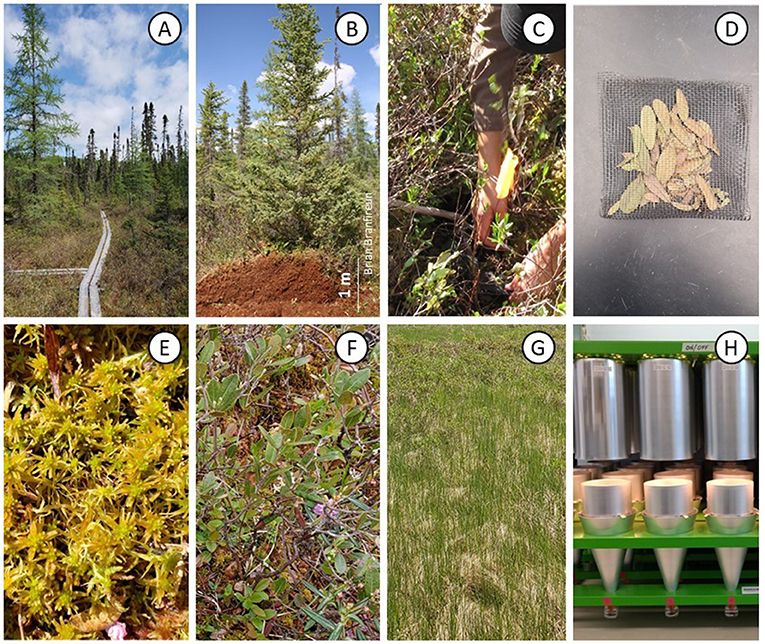 Figure 2 : Excréments récupérés et produits par six animaux du sol différents se nourrissant de six types de feuilles mortes distincts.