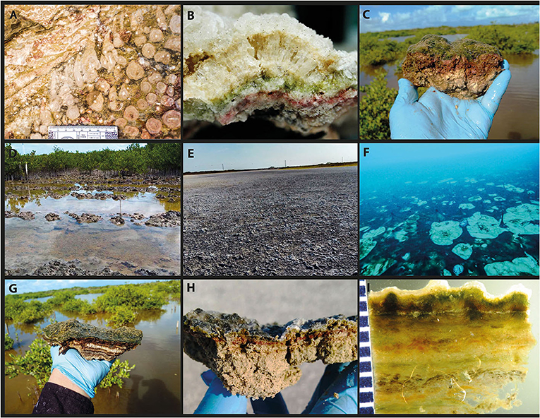 Figura 1: Ejemplos de estructuras formadas por microorganismos utilizando suelo, agua, rocas y minerales.