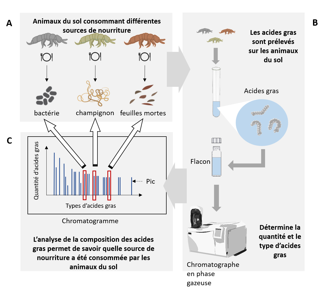 Figure 1 : Organismes généralement présents dans le réseau trophique du sol.