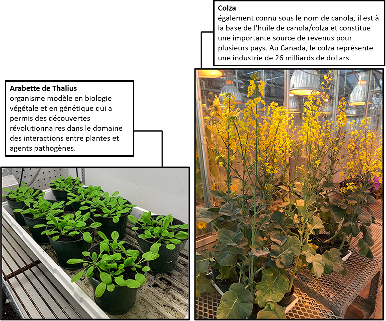 Figure 1 : Deux plantes hôtes importantes sensibles à la hernie des crucifères