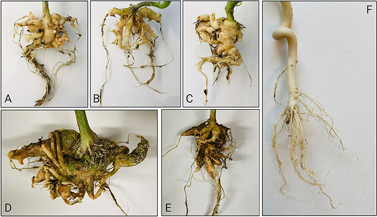 Figure 3 : Racines de colza (A), de brocoli (B), de roquette (C) et de chou frisé (D, E) affectées par la hernie des crucifères, et racines saines de colza (F).