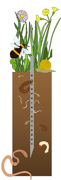 Illustration 2 : Pour déterminer l’activité des invertébrés du sol dans nos parcelles expérimentales, nous avons utilisé des pièges à bandelettes appâtées.