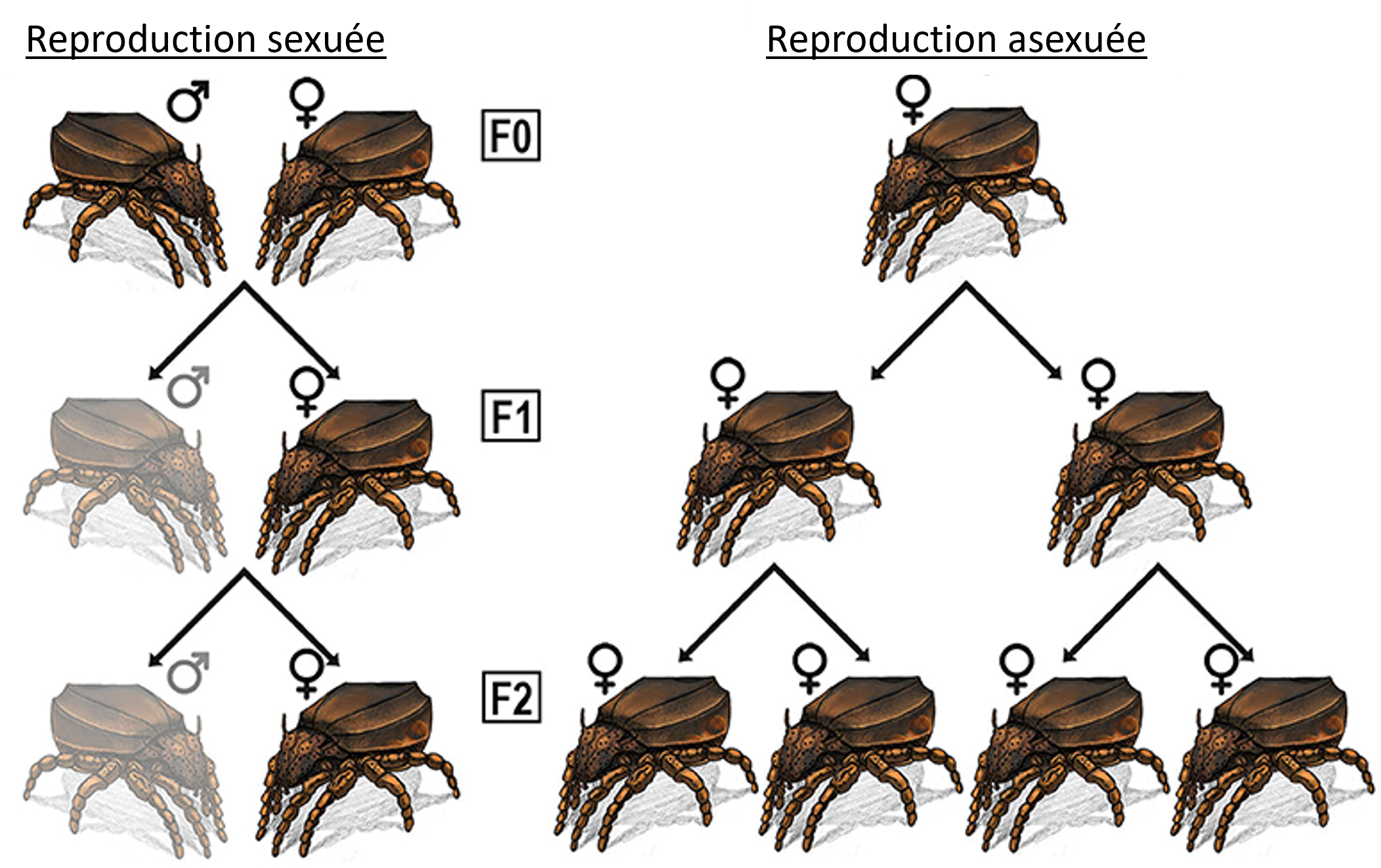 Figure 2 : Prédiction de la croissance de populations sexuées et asexuées.