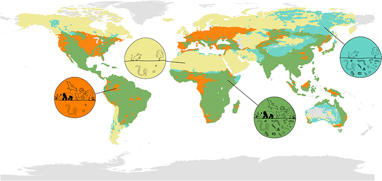 Figura 1: Mapa mundial amb la distribució i superposició de la biodiversitat sobre terra (mamífers, ocells, amfibis i plantes) i subterrània (fongs, bacteris, insectes i cucs).