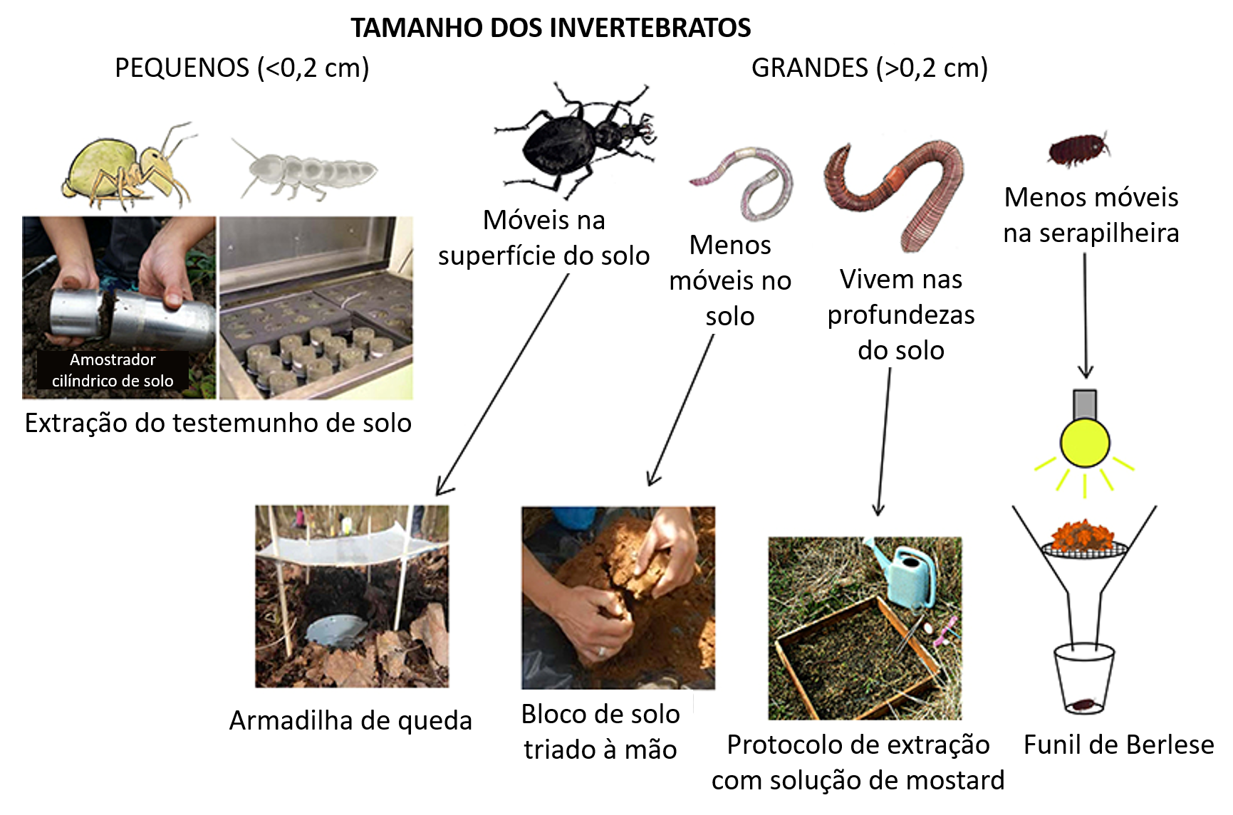 Figura 1: Métodos de amostragem e estudo dos invertebrados do solo.