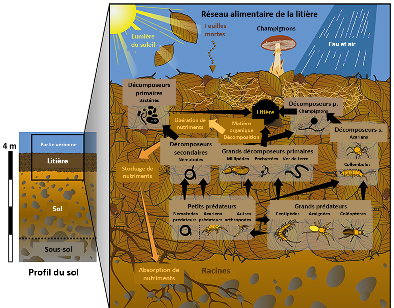 Figure 1: Exemples d’herbivores souterrains et qui vivent à l’air libre.