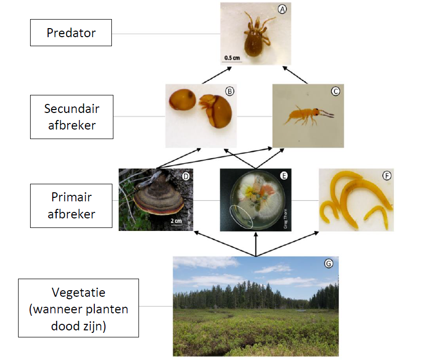 Figuur 1: De hoogte van het risico dat verbonden is aan 13 mogelijke gevaren voor micro-organismen en fauna in de bodem.
