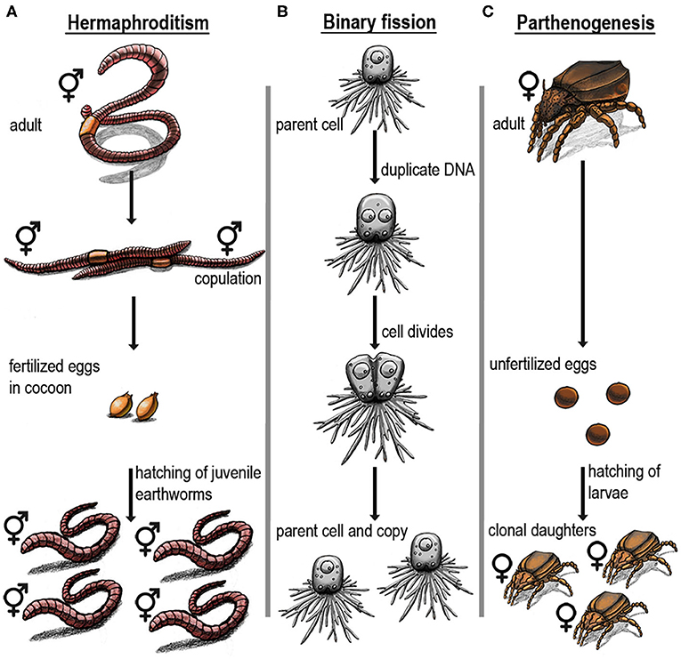 Figure 1: Examples of structures made by microorganisms using soil, water, rocks, and minerals.