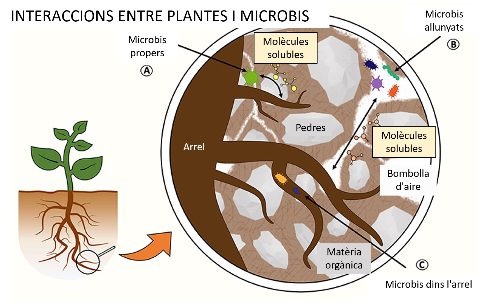 Figura 1: Interaccions entre les plantes i els microbis en la rizosfera.