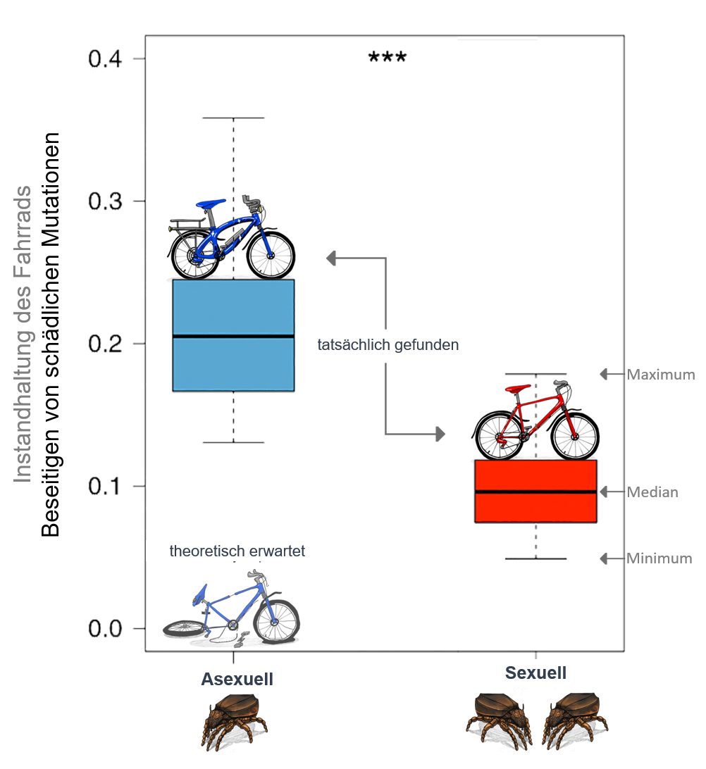 Abbildung 3: Asexuelle Hornmilben können sich effektiver von leicht unvorteilhaften Mutationen befreien als sexuelle Hornmilben [1].