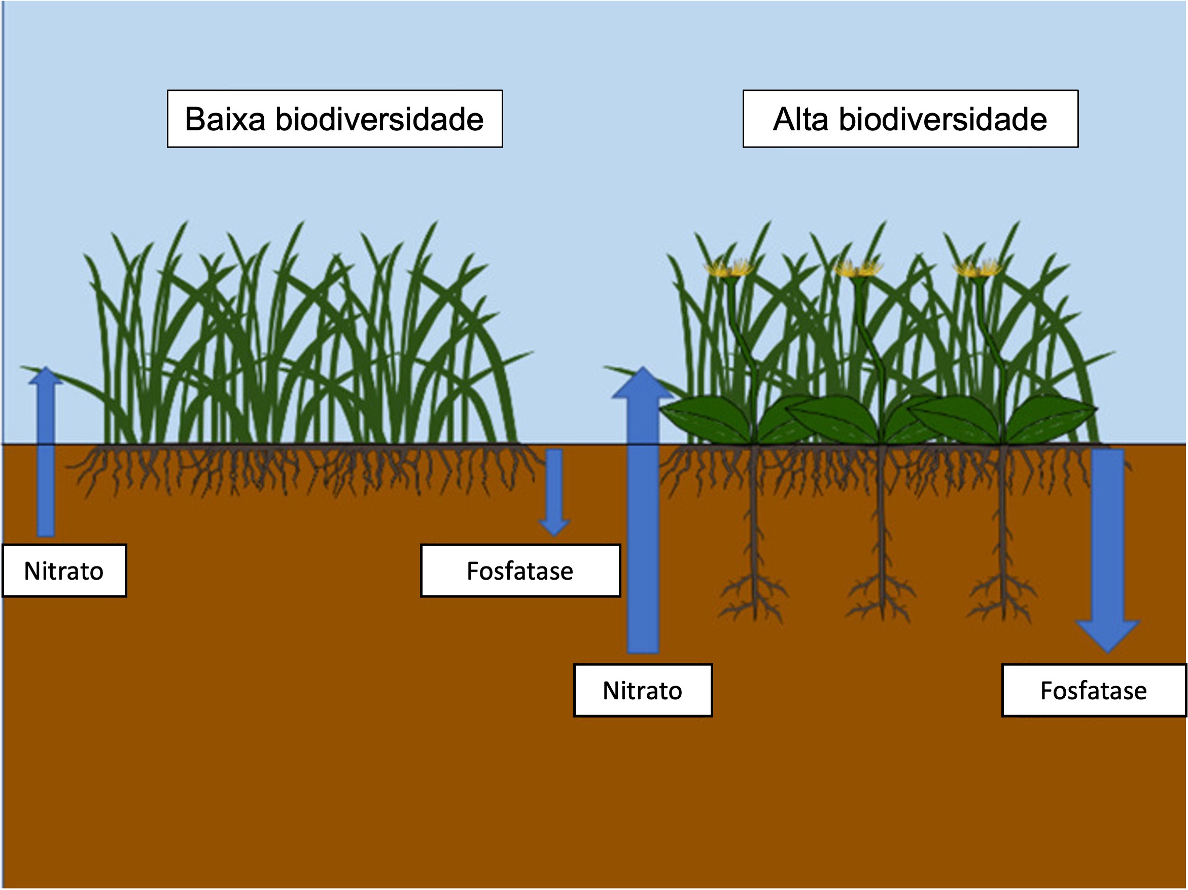 Figura 1: A complementaridade entre sistemas de raízes em solo com maior biodiversidade leva a uma ciclagem de nutrientes mais eficiente.