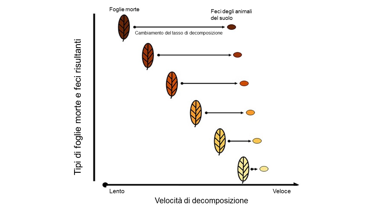 Figura 3: Trasformando le foglie morte in escrementi, gli animali del suolo influenzano la velocità con cui le foglie morte si decompongono.