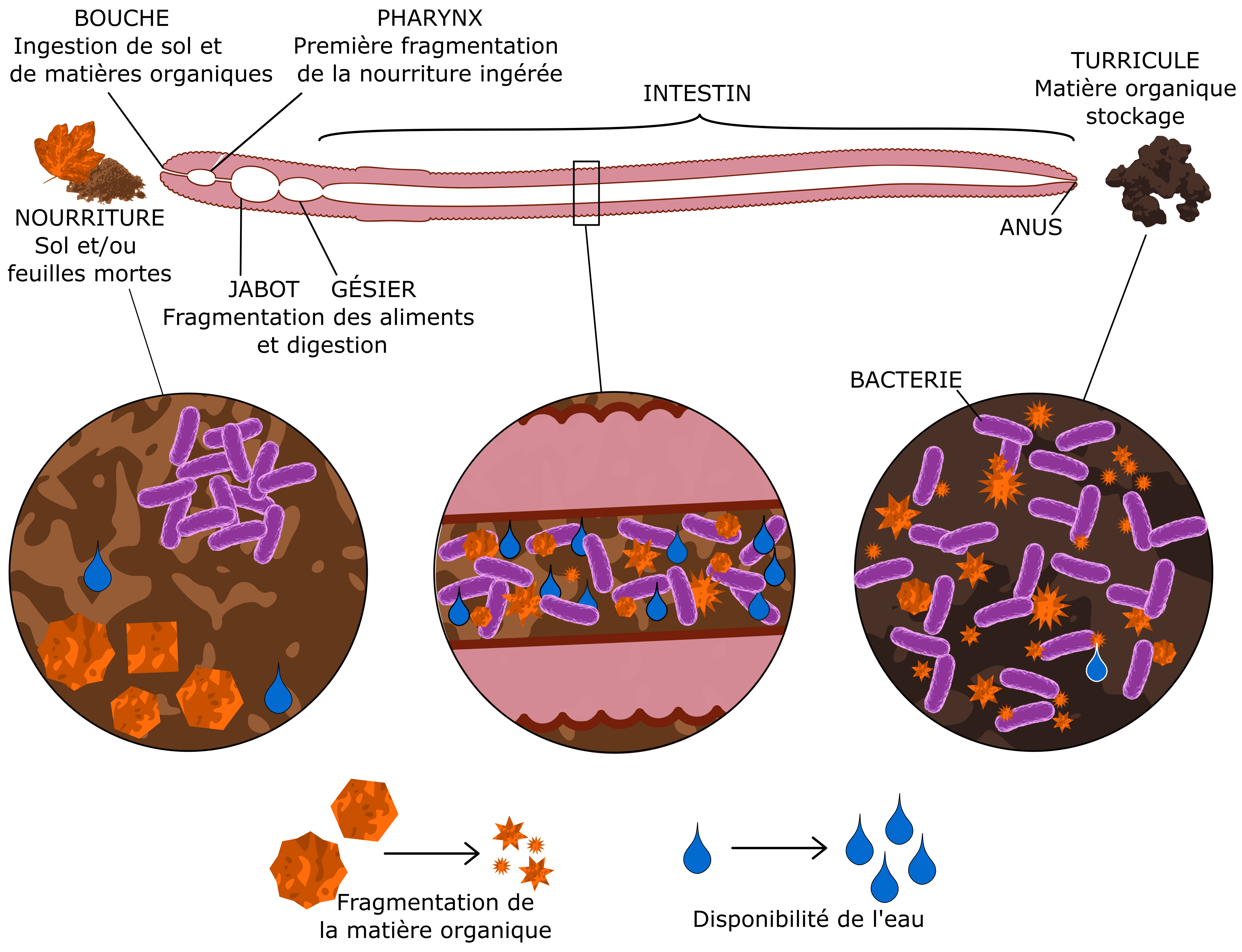 Figure 2: La matière organique passe dans le tube digestif du ver de terre, est brisée en petits morceaux, digérée, et le reste sort sous forme de déjections appelées turricules.