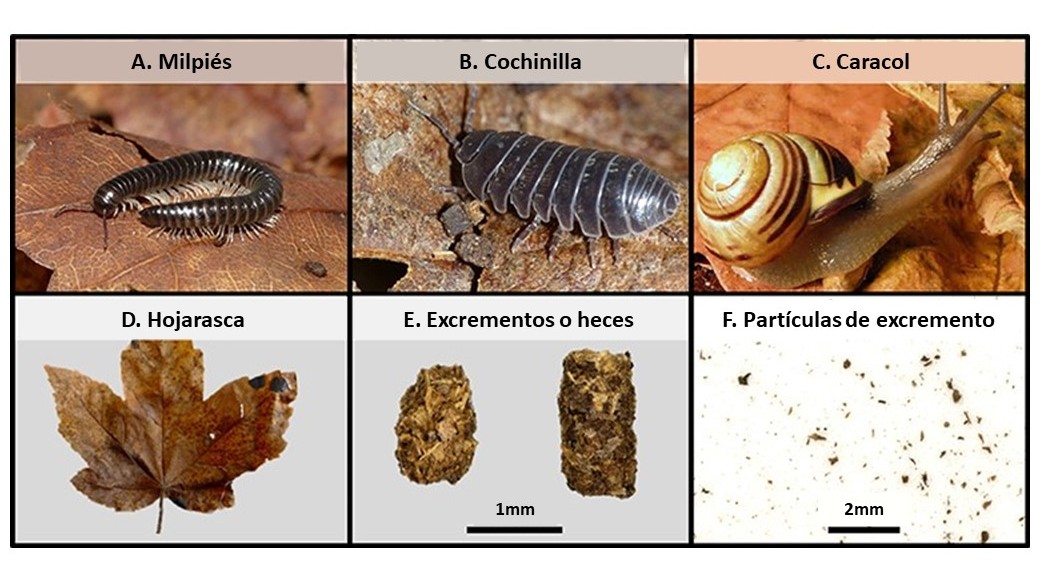 Figura 1: (A–C) Ejemplos de animales del suelo que comen hojas muertas y las transforman en excrementos. (D) Ejemplo de hoja muerta que esos animales pueden comer. (E) Ejemplos de excrementos de los animales que comen hojas muertas. (F) Los excrementos