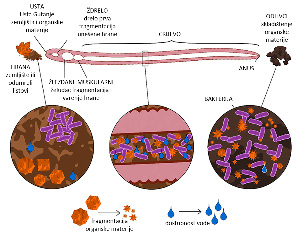 Slika 2: Organska materija prolazi kroz digestivni trakt kišne gliste, usitnjava se, digestira, a ostatak izlazi kao izmet koji se nazivaju odlivci.