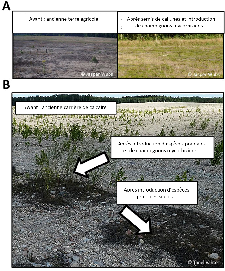 Figure 2 : Exemples de résultats obtenus dans le cadre de projets de restauration d’écosystèmes à l’aide de champignons mycorhiziens.