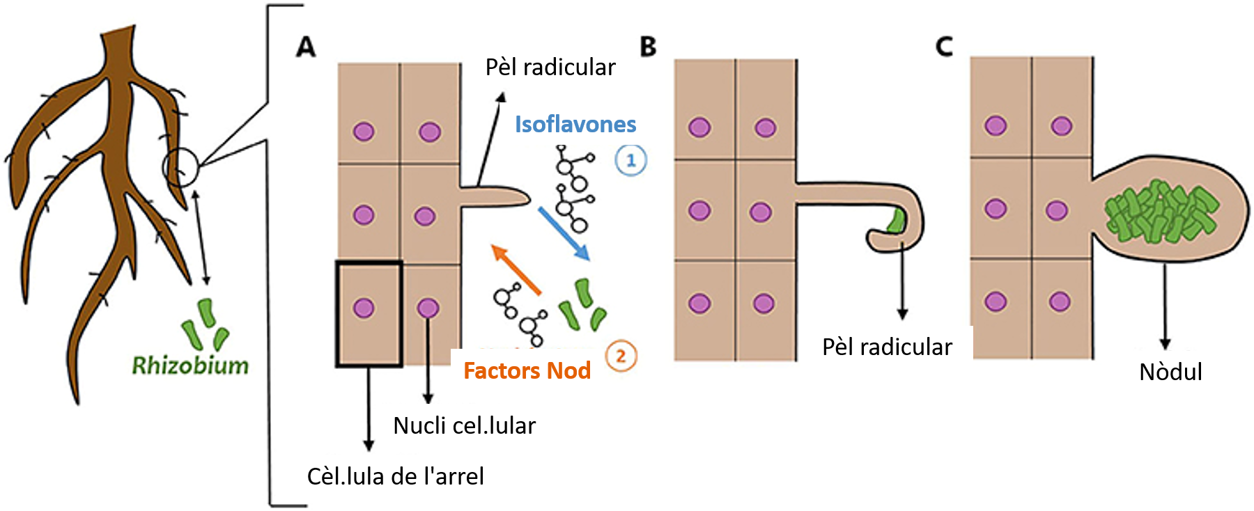 Figura 2: Exemples dels resultats de projectes per restaurar ecosistemes utilitzant fongs formadors de micorrizes.