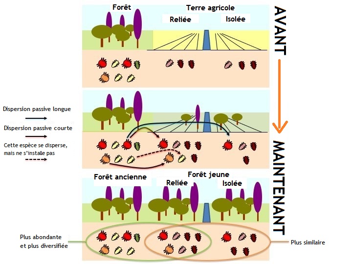 Figure 3 : Les écosystèmes évoluent et grandissent.