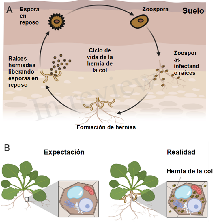 Figura 2: Ciclo de vida de la hernia de la col y establecimiento de la enfermedad de la hernia de la col.