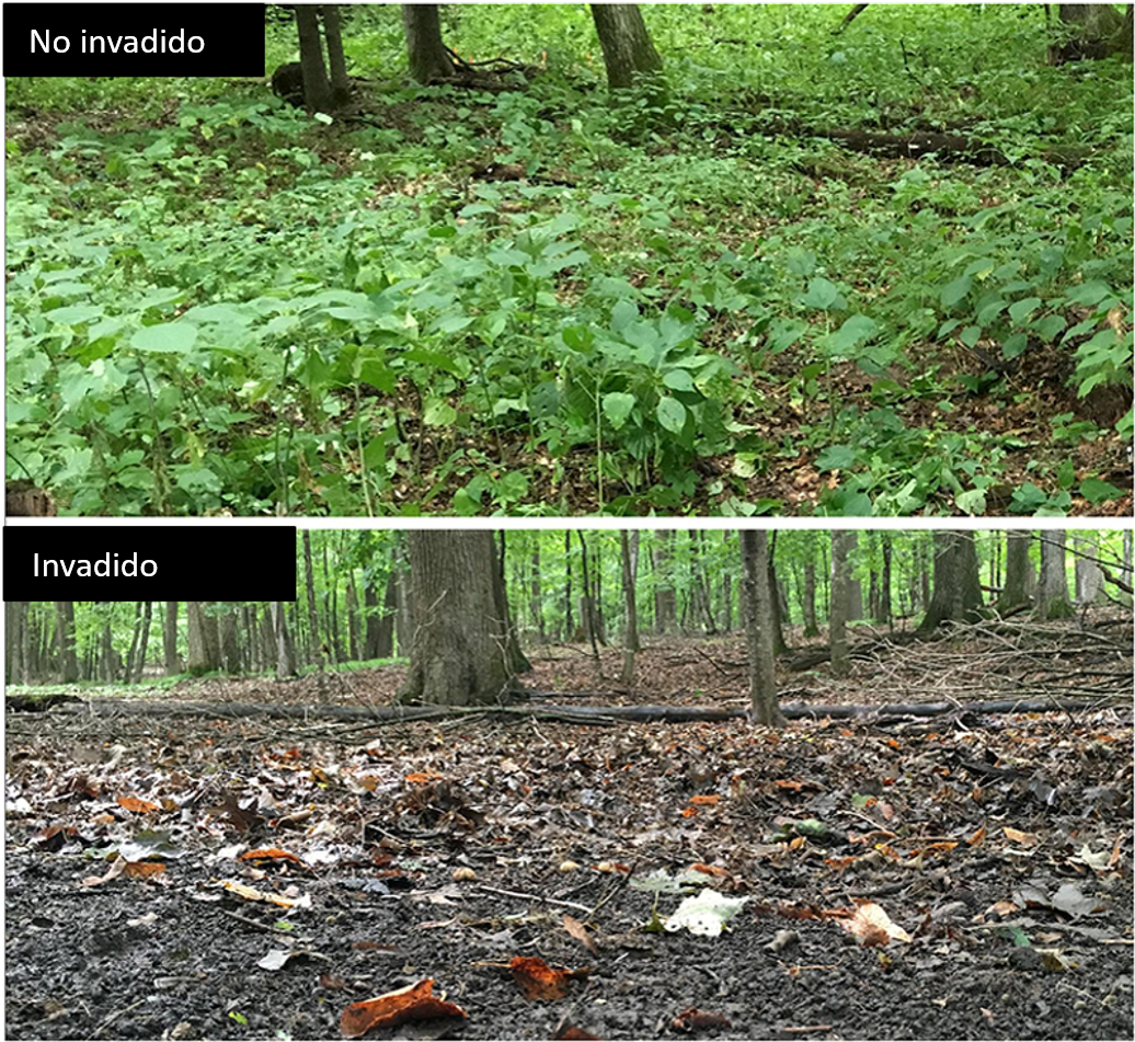 Figura 3: Ejemplo extremo de las posibles consecuencias de la invasión de lombrices de tierra en un bosque de arces en Minnesota, EE.