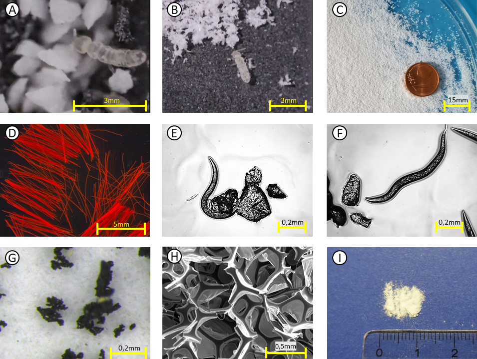 Figure 3: Exemples de microplastiques.