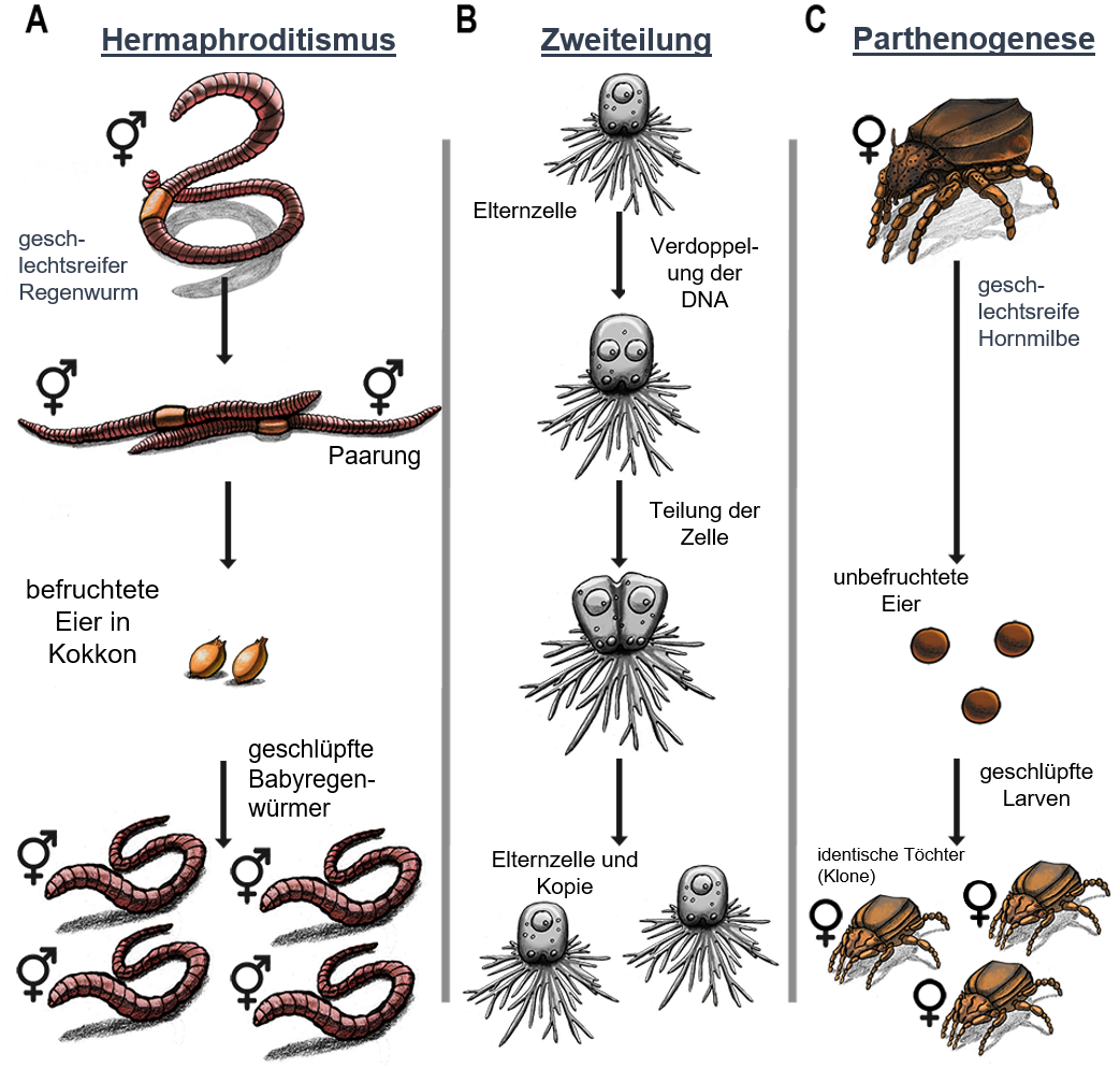 Abbildung 1: Die drei Hauptgruppen der Regenwürmer, epigäisch, anektisch und endogäisch (A).