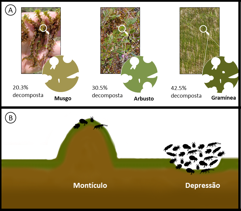 Figura 3: (A) Diferentes niveles de descomposición en diferentes tipos de hojas; Cárex se descompuso más en el año del experimento. (B) Las hondonadas tenían más especies e individuos de ácaros oribátidos y colémbolos. Las imágenes no están en